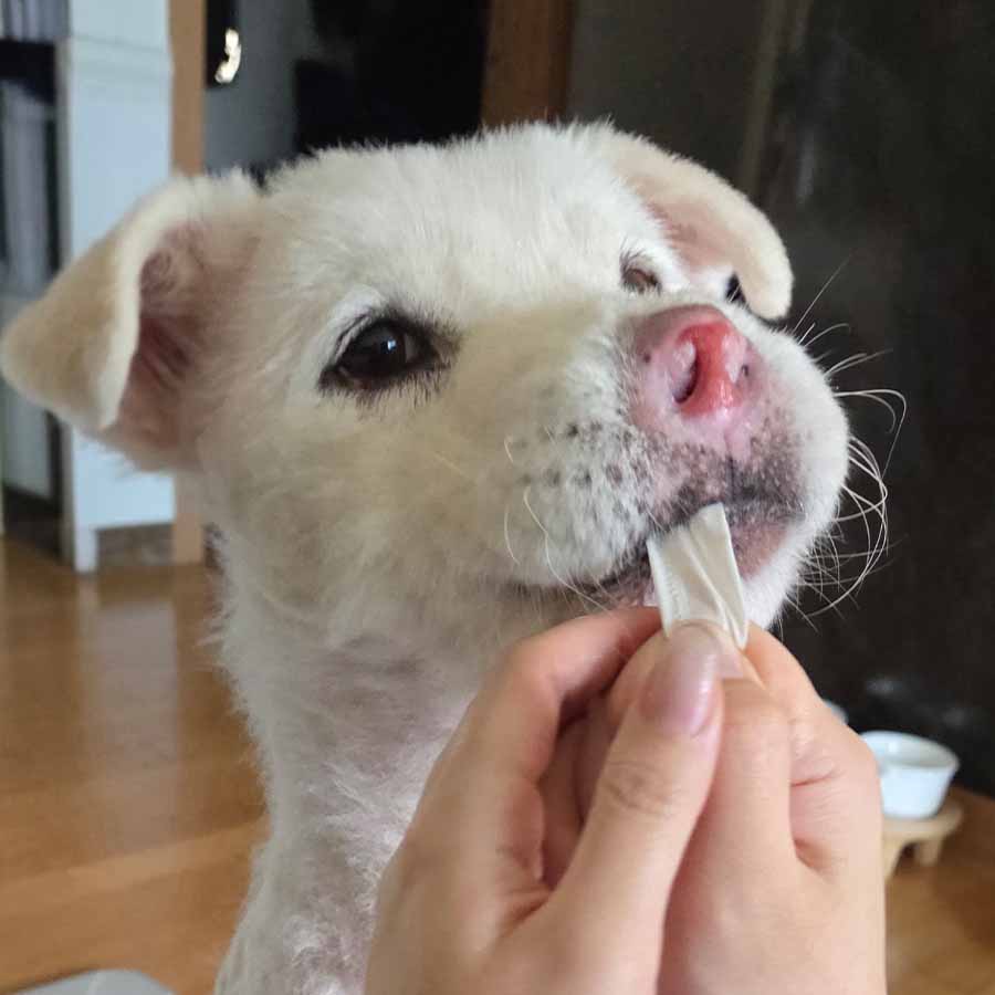 축복이 사진