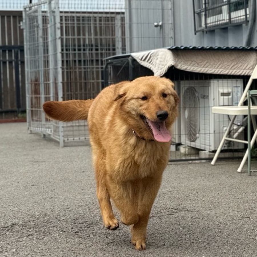 하르 사진 3