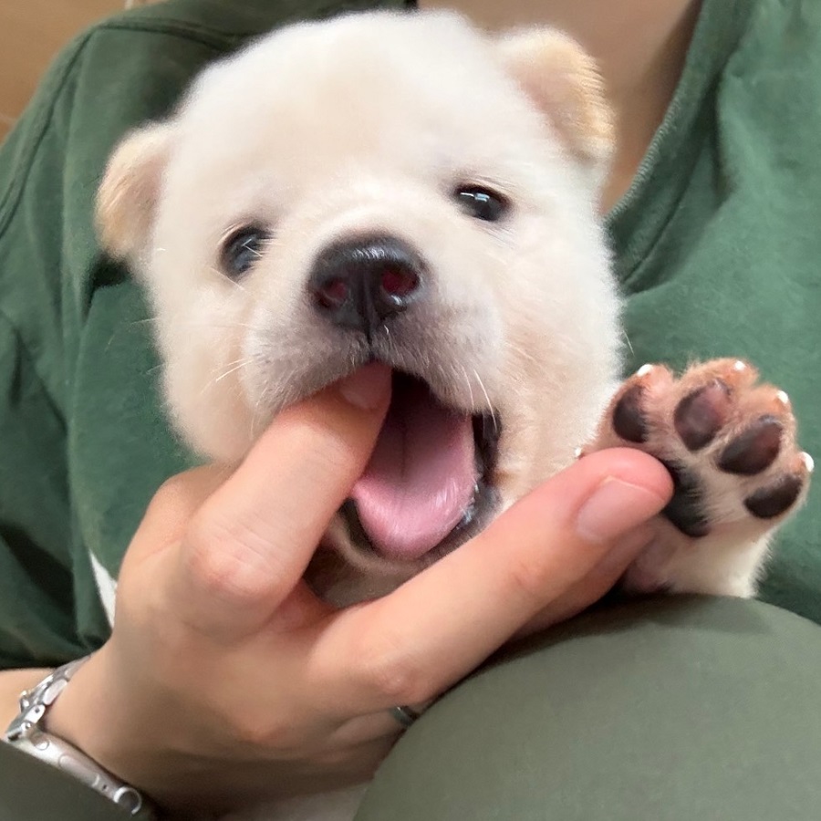 봉봉 사진 6